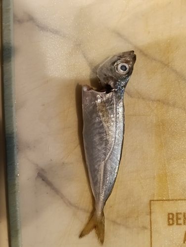 マアジの釣果