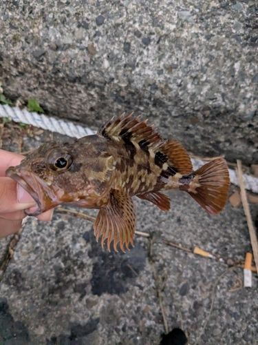 カサゴの釣果