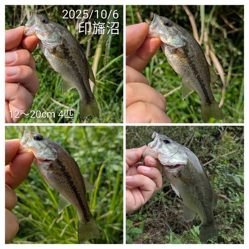 ブラックバスの釣果