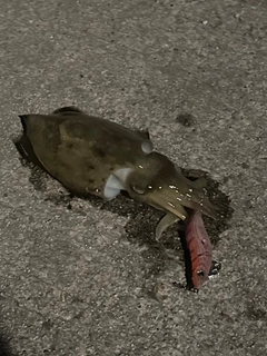 コウイカの釣果