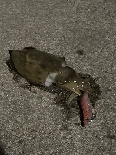 コウイカの釣果