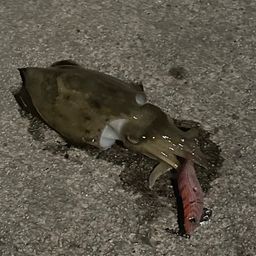 コウイカ