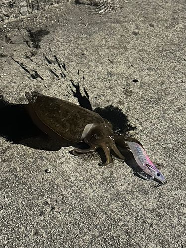 コウイカの釣果