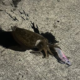 コウイカ