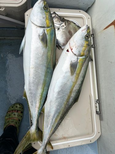 ワラサの釣果