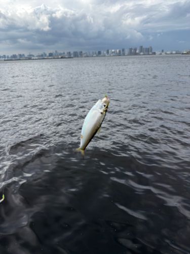 コノシロの釣果