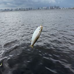コノシロ