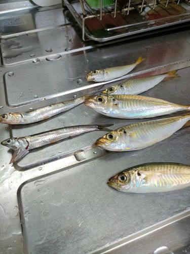 マルアジの釣果
