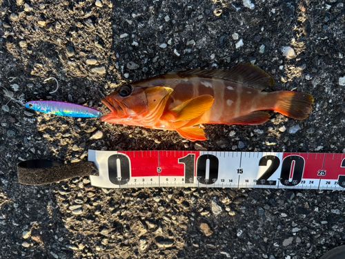 アカハタの釣果