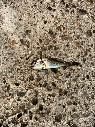 イシモチの釣果