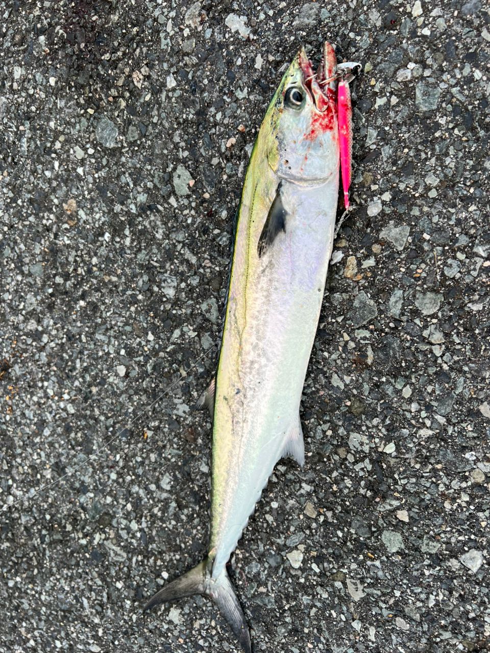 オーバーゼアags 103m 楽天市場】ダイワ ショアジグロッド オーバーゼア AGS 103M