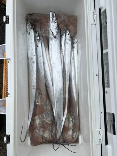タチウオの釣果