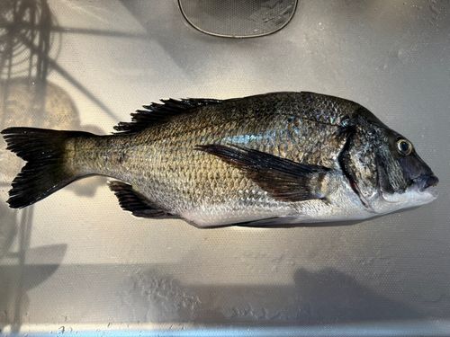 チヌの釣果