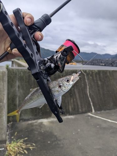 マアジの釣果