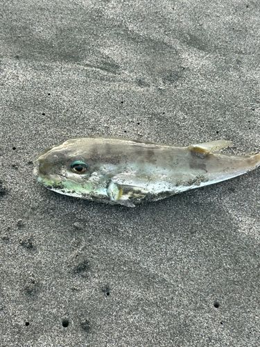 釣果
