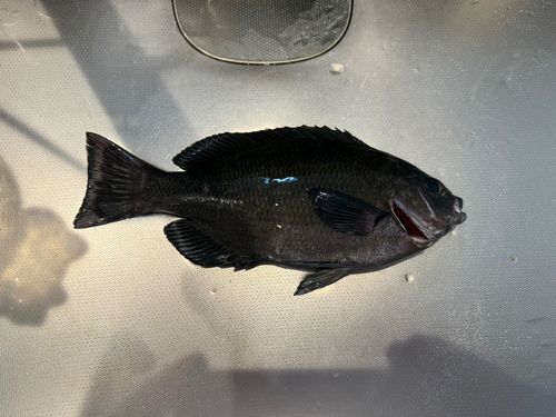 グレの釣果