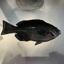グレ