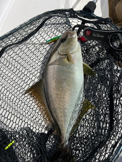 シオの釣果