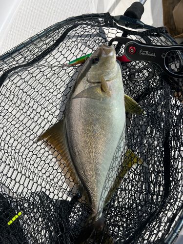 シオの釣果