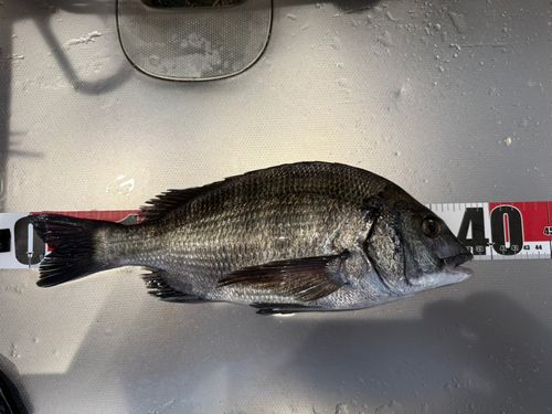 チヌの釣果
