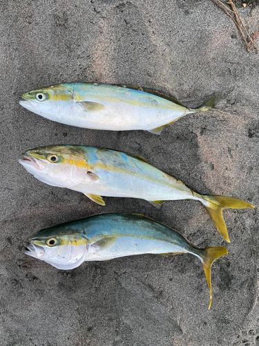 大倉戸海岸