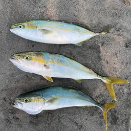 ワカシ