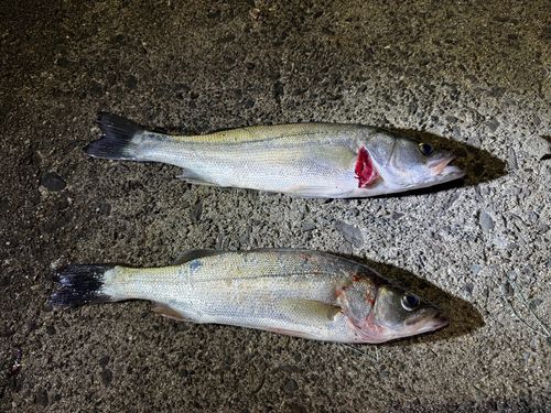 シーバスの釣果
