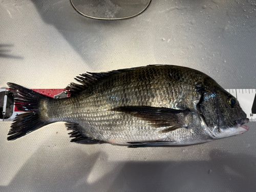チヌの釣果