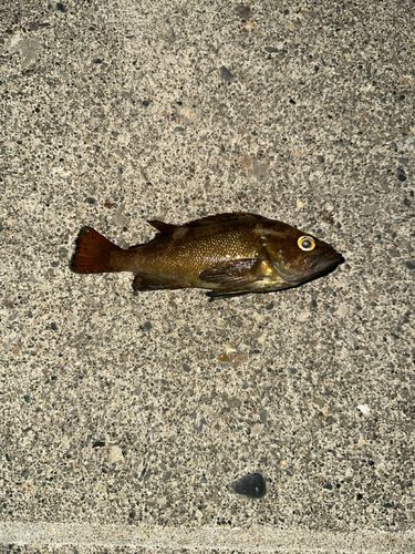 エゾメバルの釣果