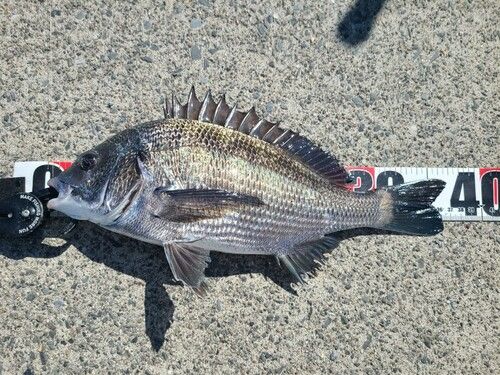 クロダイの釣果