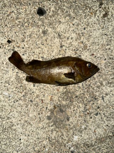 エゾメバルの釣果