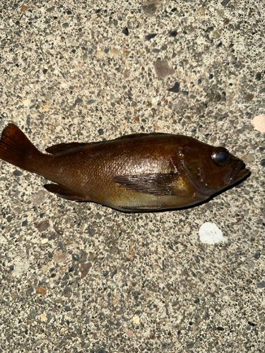 エゾメバルの釣果