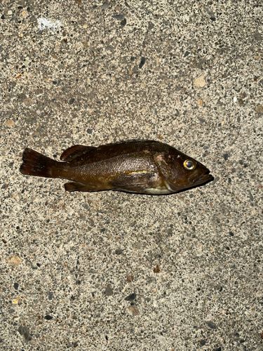 エゾメバルの釣果