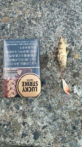 ソイの釣果