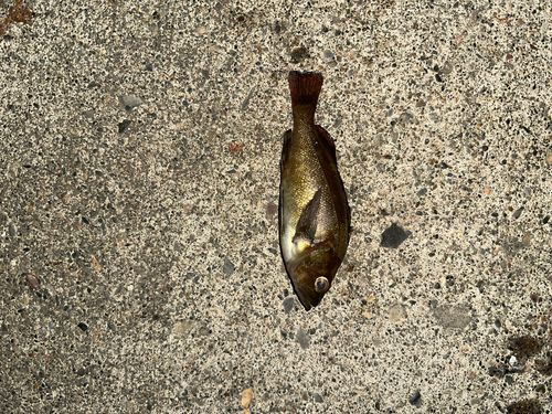エゾメバルの釣果
