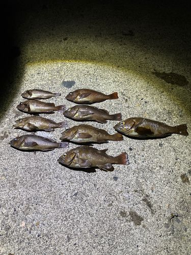 エゾメバルの釣果