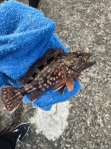 クサフグの釣果