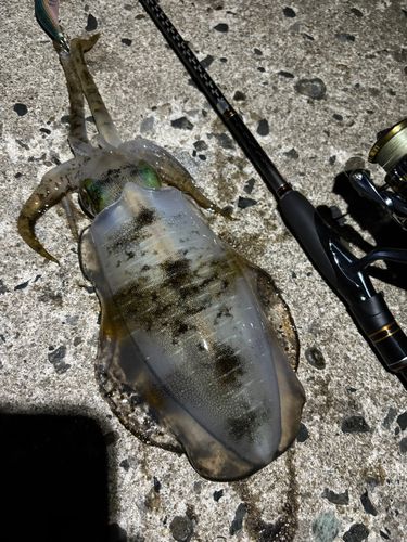 アオリイカの釣果