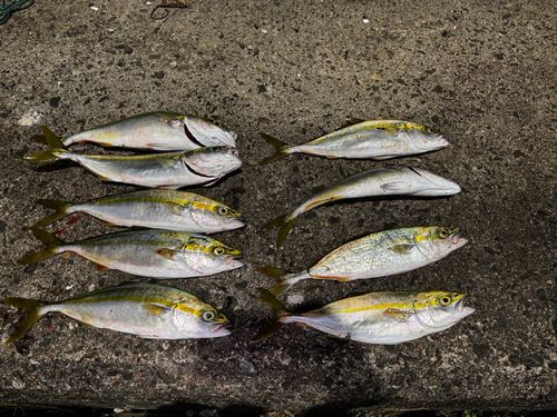 コゾクラの釣果
