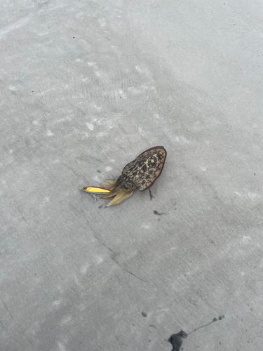 コウイカの釣果