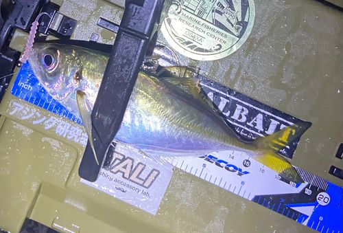 マアジの釣果