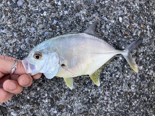 メッキの釣果