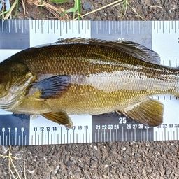 スモールマウスバス