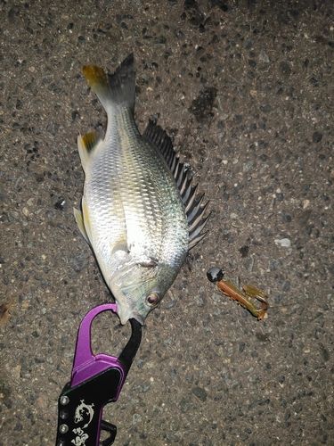 キビレの釣果