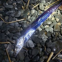 タチウオ