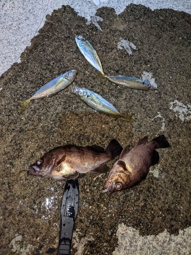 アジの釣果