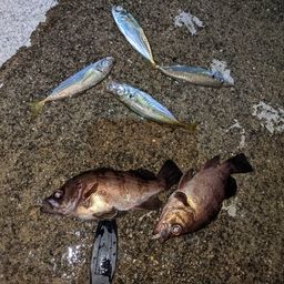 アジ