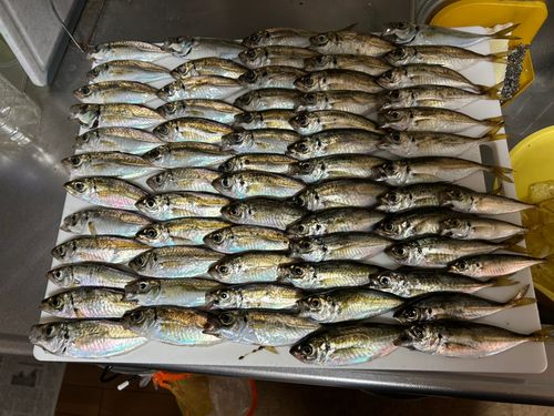 アジの釣果