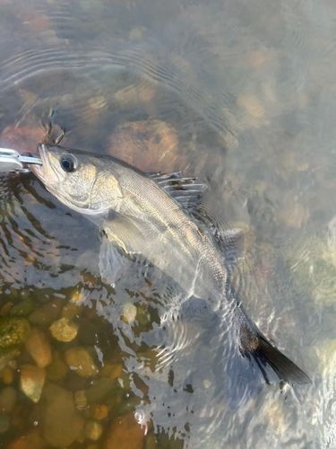 フッコ（マルスズキ）の釣果