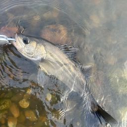 フッコ（マルスズキ）